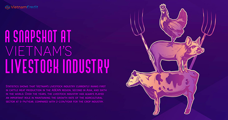 A snapshot at Vietnam’s livestock industry